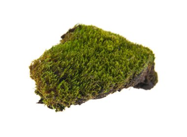 beyaz zemin üzerine yeşil yosun