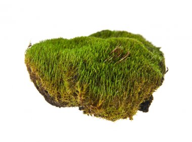 beyaz zemin üzerine yeşil yosun