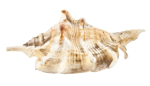 Shell no fundo branco — Fotografia de Stock