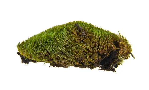 白い背景の上の緑の苔 — ストック写真