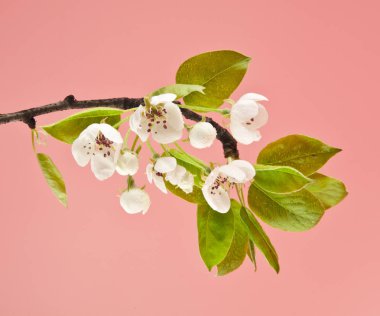 Elma çiçekleri pembe arka plan üzerinde