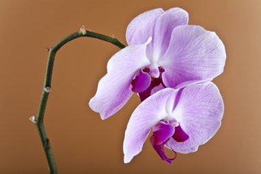Kahverengi zemin orkide çiçekler