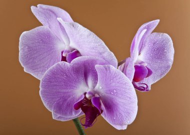Kahverengi zemin orkide çiçekler