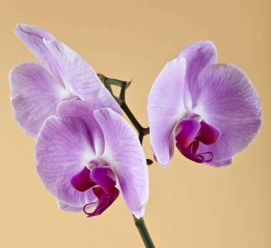 bej renkli arka plan üzerinde orkide