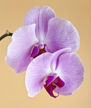 bej renkli arka plan üzerinde orkide