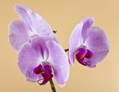 bej renkli arka plan üzerinde orkide