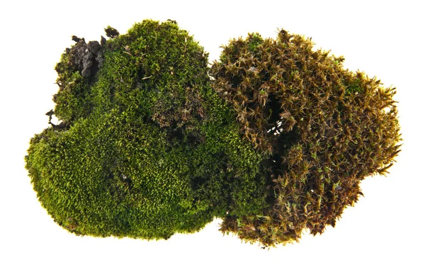 Зеленый мох на белом фоне — стоковое фото