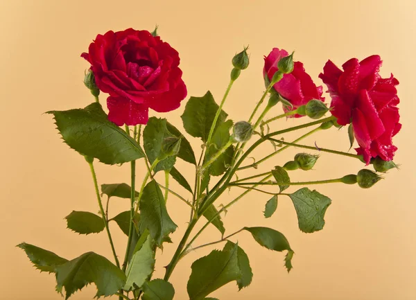 Ramo de rosas rojas — Foto de Stock