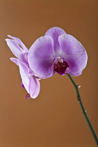 Kwiaty Orchid na brązowe tło zbliżenie — Zdjęcie stockowe