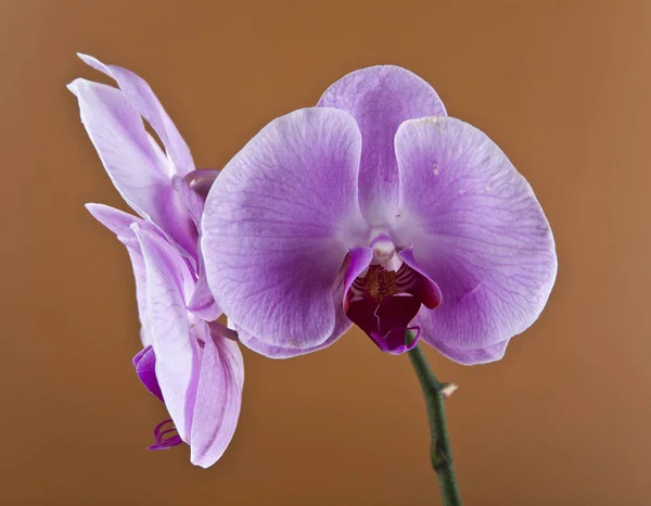 Kwiaty Orchid na brązowe tło zbliżenie — Zdjęcie stockowe