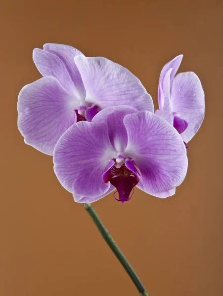 Kwiaty Orchid na brązowym tle — Zdjęcie stockowe