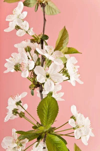 ピンクの背景に桜の花 — ストック写真