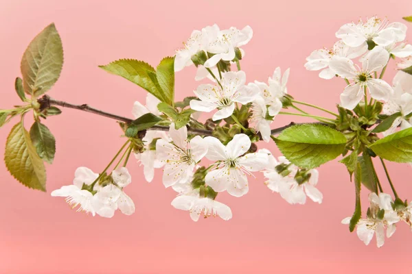 Körsbär blommor på rosa bakgrund — Stockfoto