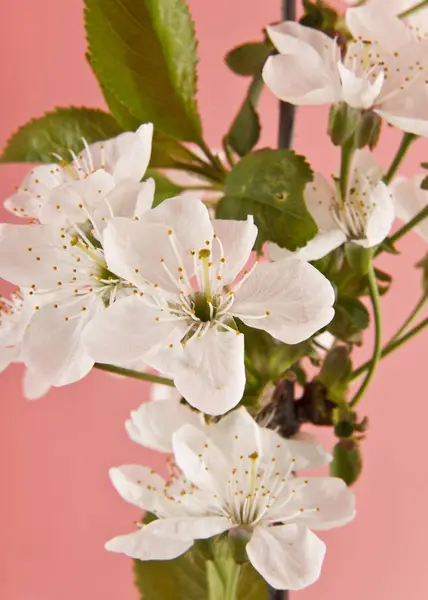 Fiori di ciliegio su sfondo rosa — Foto Stock