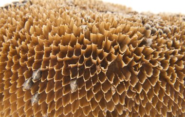 Beyaz arka plan üzerinde kuru ayçiçeği