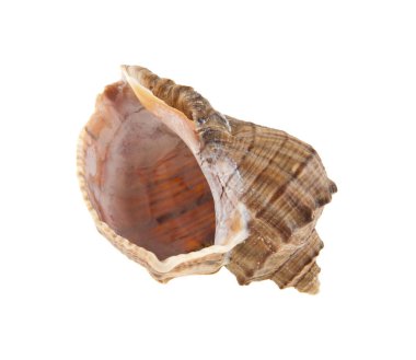 beyaz zemin üzerine Cockleshell