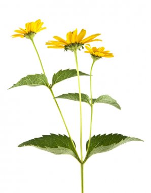 beyaz zemin üzerine sarı camomiles