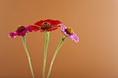 kahverengi arka plan üzerinde çiçekler