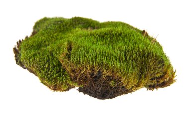 beyaz zemin üzerine yeşil yosun