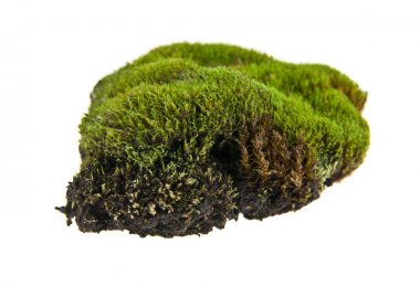 beyaz zemin üzerine yeşil yosun