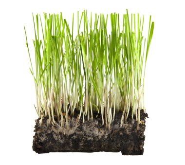 beyaz arkaplandaki çimenler