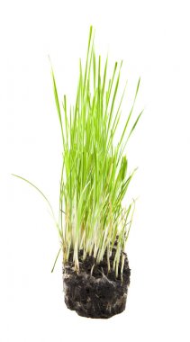 beyaz arkaplandaki çimenler