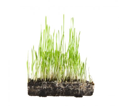 beyaz arkaplandaki çimenler