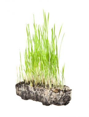 beyaz arkaplandaki çimenler