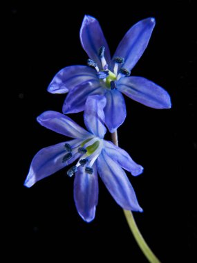 Scilla siyah bir zemin üzerine