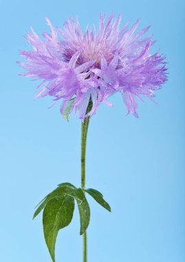 Yıldız Çiçeği çiçek mavi bir arka plan üzerinde