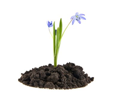 Scilla beyaz arka plan üzerinde