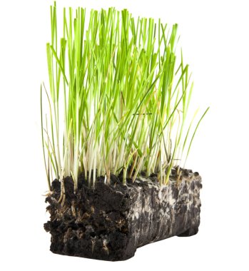 beyaz arkaplandaki çimenler