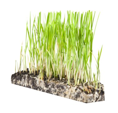 beyaz arkaplandaki çimenler