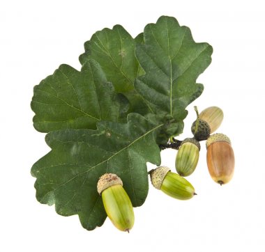 Beyaz arkaplanda palamutlar