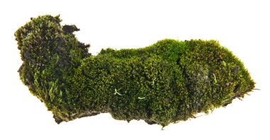 beyaz zemin üzerine yeşil yosun