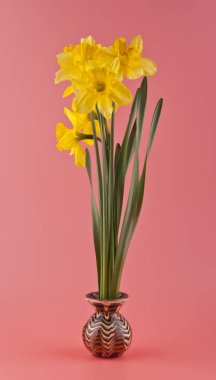 pembe bir arka plan üzerinde çiçekler nergis