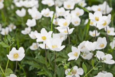 Çayırda beyaz bahar çiçekleri