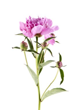 Beyaz arka plan üzerinde izole Şakayık çiçekleri