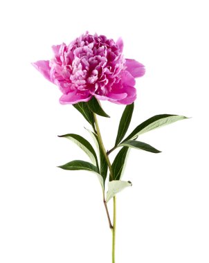 Beyaz arka plan üzerinde izole Şakayık çiçekleri