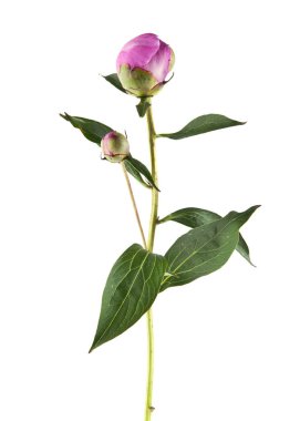 Beyaz arka plan üzerinde izole Şakayık çiçekleri