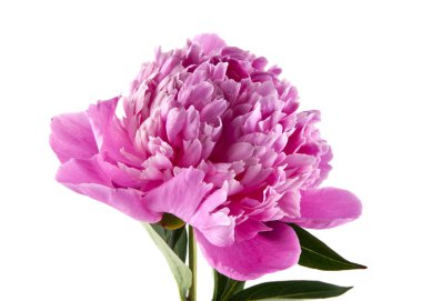 Beyaz arka plan üzerinde izole Şakayık çiçekleri