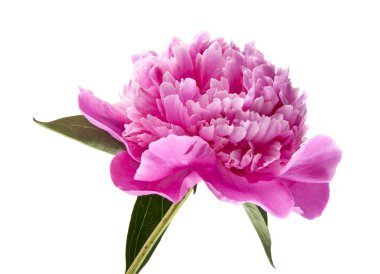 Beyaz arka plan üzerinde izole Şakayık çiçekleri 