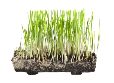 Beyaz arkaplanda izole edilmiş çimenler