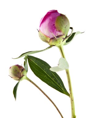 Beyaz arka plan üzerinde izole Şakayık çiçekleri