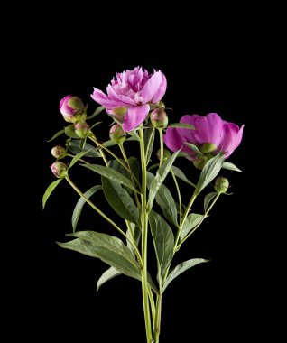 Şakayık çiçekleri siyah bir zemin üzerine