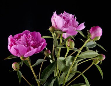 Şakayık çiçekleri siyah bir zemin üzerine