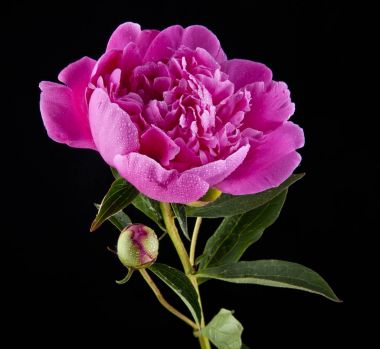 Şakayık çiçekleri siyah bir zemin üzerine