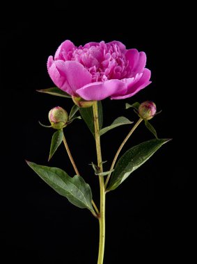 Şakayık çiçekleri siyah bir zemin üzerine