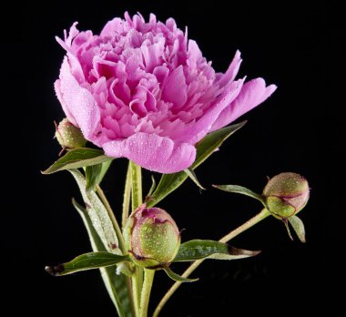 Şakayık çiçekleri siyah bir zemin üzerine