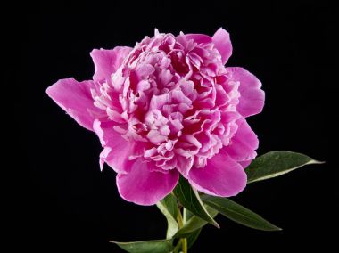 Şakayık çiçekleri siyah bir zemin üzerine